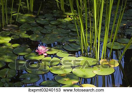 "Pink and yellow Water Lily (Nymphaea) on the surface of a pond, Quebec Province, Canada, North America" View Large Photo Image Stock Image - "Pink and yellow Water Lily (Nymphaea) on the surface of a pond, Quebec Province, Canada, North America". Fotosearch