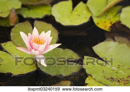 "Pink and yellow Water Lily (Nymphaea) on the surface of a pond, Quebec Province, Canada, North America" View Large Photo Image Stock Photo - "Pink and yellow Water Lily (Nymphaea) on the surface of a pond, Quebec Province, Canada, North America". Fotosearch