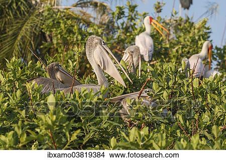 Picture - "Pink-backed Pelicans (Pelecanus rufescens), Painted Stork (Mycteria leucocephala) on floating bush island, Okavango Delta, Botswana, Africa". Fotosearch