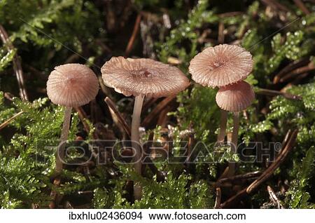 "Pink Bonnet (Mycena rosella), Untergroeningen, Baden-Wuerttemberg, Germany, Europe" View Large Photo Image Picture - "Pink Bonnet (Mycena rosella), Untergroeningen, Baden-Wuerttemberg, Germany, Europe". Fotosearch