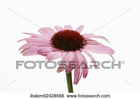 Pink Coneflower (Echinacea) View Large Photo Image Stock Photograph - Pink Coneflower (Echinacea). Fotosearch