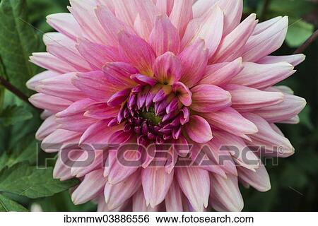 "Pink Dahlia (Dahlia), Germany, Europe" View Large Photo Image Stock Photograph - "Pink Dahlia (Dahlia), Germany, Europe". Fotosearch