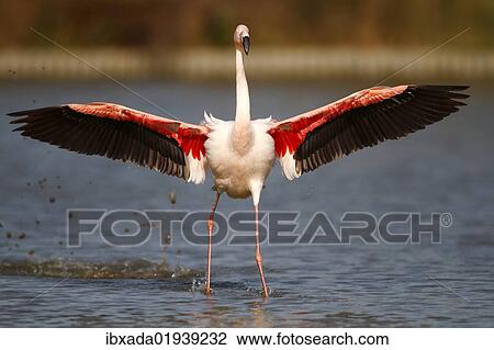 "Pink Flamingo (Phoenicopterus ruber) landing in shallow water, Camargue, France, Europe" View Large Photo Image Stock Image - "Pink Flamingo (Phoenicopterus ruber) landing in shallow water, Camargue, France, Europe". Fotosearch