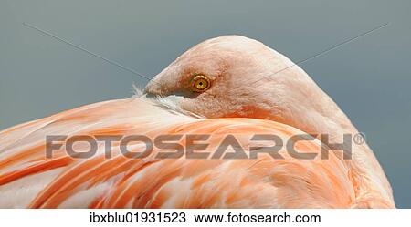 Pink Flamingo (Phoenicopterus ruber roseus) View Large Photo Image Stock Image - Pink Flamingo (Phoenicopterus ruber roseus). Fotosearch