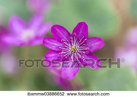 "Pink Hepatica or Liverwort (Hepatica), cultivar, close-up" View Large Photo Image Stock Image - "Pink Hepatica or Liverwort (Hepatica), cultivar, close-up". Fotosearch