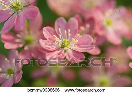 "Pink Hepatica or Liverwort (Hepatica), cultivar, close-up" View Large Photo Image Stock Image - "Pink Hepatica or Liverwort (Hepatica), cultivar, close-up". Fotosearch