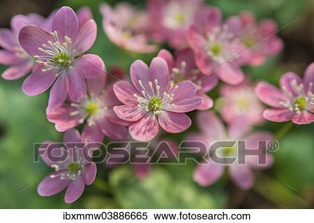 "Pink Hepatica or Liverwort (Hepatica), cultivar, close-up" View Large Photo Image Stock Photography - "Pink Hepatica or Liverwort (Hepatica), cultivar, close-up". Fotosearch