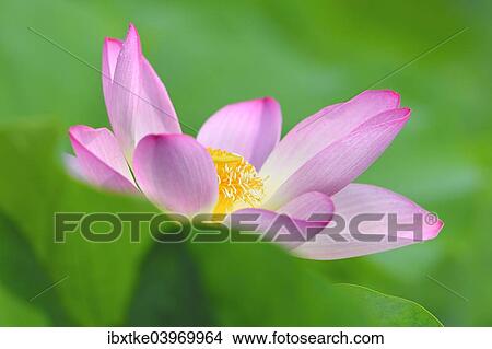 "Pink Lotus flower (Nelumbo nucifera), Baden-Wurttemberg, Germany, Europe" View Large Photo Image Picture - "Pink Lotus flower (Nelumbo nucifera), Baden-Wurttemberg, Germany, Europe". Fotosearch