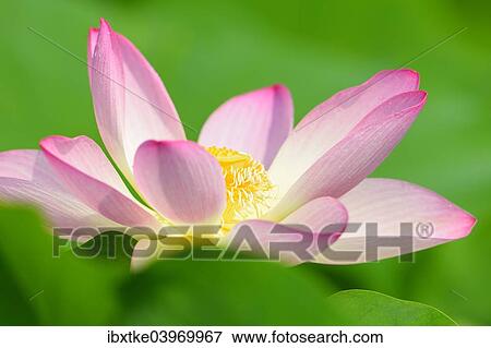 Stock Photo - "Pink Lotus flower (Nelumbo nucifera), Baden-Wurttemberg, Germany, Europe". Fotosearch