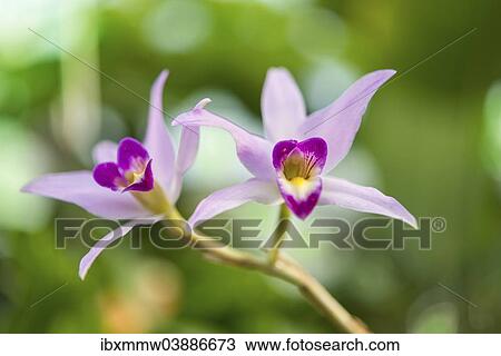 Stock Image - Pink Orchid (Orchidaceae). Fotosearch
