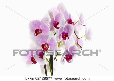 Pink Orchids (Orchidaceae) View Large Photo Image Stock Photo - Pink Orchids (Orchidaceae). Fotosearch