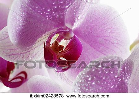 Stock Photo - Pink Orchids (Orchidaceae) with dewdrops. Fotosearch