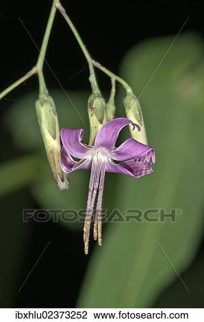 Stock Image - "Pink rattlesnake root (Prenanthes purpurea), Untergroeningen, Baden-Wuerttemberg, Germany, Europe". Fotosearch