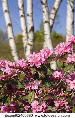 "Pink Rhododendron flowers in a landscaped backyard garden at springtime, Lanaudiere, Quebec, Canada, North America" View Large Photo Image Stock Image - "Pink Rhododendron flowers in a landscaped backyard garden at springtime, Lanaudiere, Quebec, Canada, North America". Fotosearch