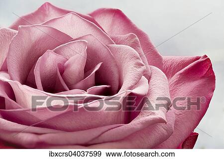 "Pink rose, macro" View Large Photo Image Stock Photo - "Pink rose, macro". Fotosearch