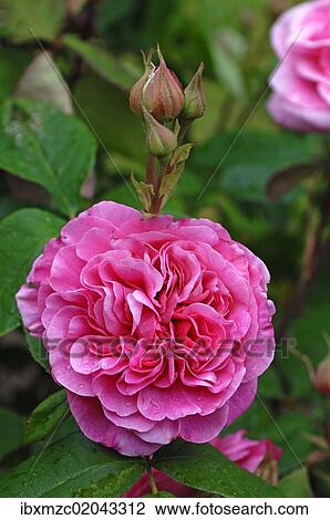 "Pink rose (Rosa), variety """"Gertrude Jekyll"""", flowers with buds" View Large Photo Image Stock Image - "Pink rose (Rosa), variety """"Gertrude Jekyll"""", flowers with buds". Fotosearch