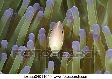 "Pink skunk clownfish (Amphiprion perideraion), Bohol Sea, Cebu, Philippines, Asia" View Large Photo Image Stock Photo - "Pink skunk clownfish (Amphiprion perideraion), Bohol Sea, Cebu, Philippines, Asia". Fotosearch