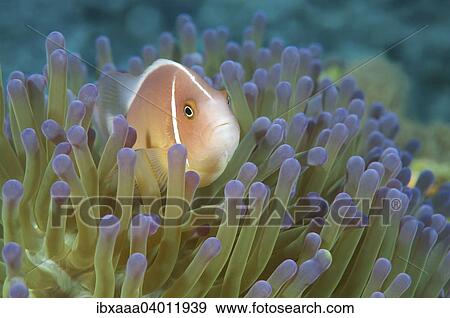 "Pink Skunk Clownfish or Pink Anemonefish (Amphiprion perideraion), Bohol Sea, Philippines, Asia" View Large Photo Image Stock Photo - "Pink Skunk Clownfish or Pink Anemonefish (Amphiprion perideraion), Bohol Sea, Philippines, Asia". Fotosearch