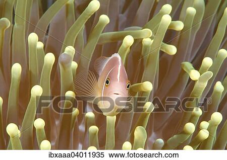 "Pink Skunk Clownfish or Pink Anemonefish (Amphiprion perideraion), Bohol Sea, Cebu, Philippines, Asia" View Large Photo Image Stock Photography - "Pink Skunk Clownfish or Pink Anemonefish (Amphiprion perideraion), Bohol Sea, Cebu, Philippines, Asia". Fotosearch