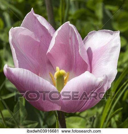 "Pink Tulip (Tulipa), flowering" View Large Photo Image Stock Image - "Pink Tulip (Tulipa), flowering". Fotosearch