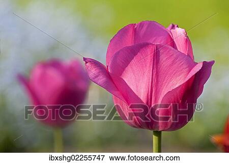 Pink tulips (Tulipa) View Large Photo Image Stock Photo - Pink tulips (Tulipa). Fotosearch
