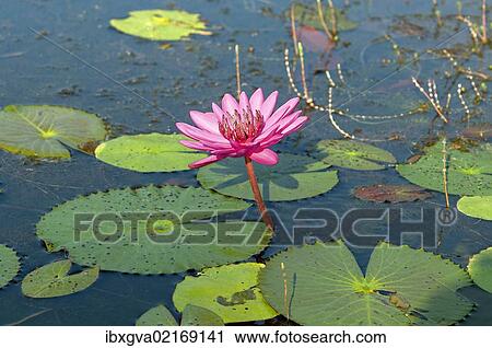 "Pink water lilly, Cambodia, Southeast Asia, Asia" View Large Photo Image Stock Image - "Pink water lilly, Cambodia, Southeast Asia, Asia". Fotosearch