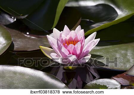 "Pink Water Lily (Nymphaea) """"Fabiola""""" View Large Photo Image Stock Photo - "Pink Water Lily (Nymphaea) """"Fabiola""""". Fotosearch