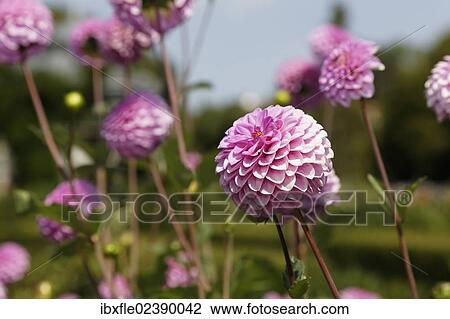 Pink Zinnias (Zinnia) View Large Photo Image Stock Image - Pink Zinnias (Zinnia). Fotosearch