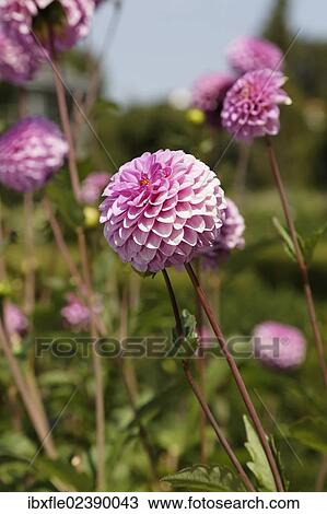 Pink Zinnias (Zinnia) View Large Photo Image Stock Image - Pink Zinnias (Zinnia). Fotosearch