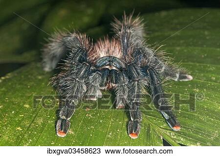 Stock Image - "Pinktoe Tarantula (Avicularia avicularia), Tambopata Nature Reserve, Madre de Dios Region, Peru, South America". Fotosearch