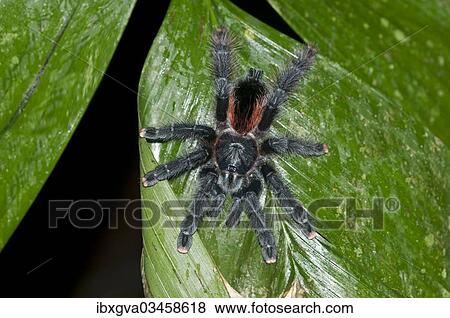 Stock Photo - "Pinktoe Tarantula (Avicularia avicularia), Tambopata Nature Reserve, Madre de Dios Region, Peru, South America". Fotosearch