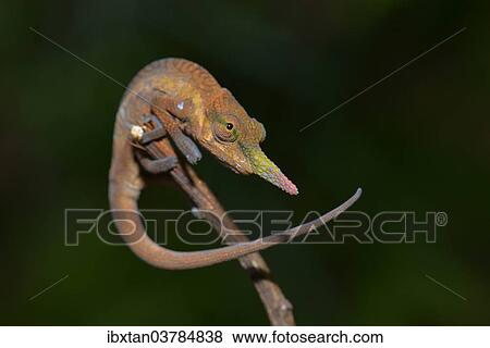 "Pinocchio-Chamaleon (Calumma gallus), Voimana National Park, Andasibe, Madagascar, Africa" View Large Photo Image Stock Photo - "Pinocchio-Chamaleon (Calumma gallus), Voimana National Park, Andasibe, Madagascar, Africa". Fotosearch