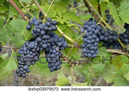 Stock Image - "Pinot Noir grapes, Baden-Wurttemberg, Germany, Europe". Fotosearch