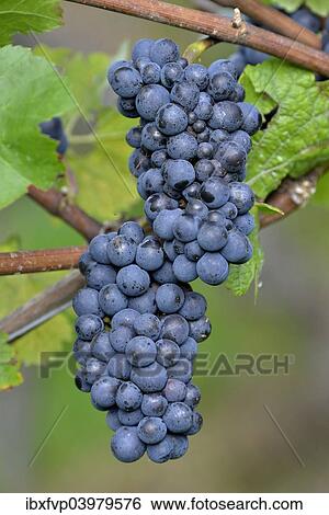 "Pinot Noir grapes, Baden-Wurttemberg, Germany, Europe" View Large Photo Image Stock Photograph - "Pinot Noir grapes, Baden-Wurttemberg, Germany, Europe". Fotosearch