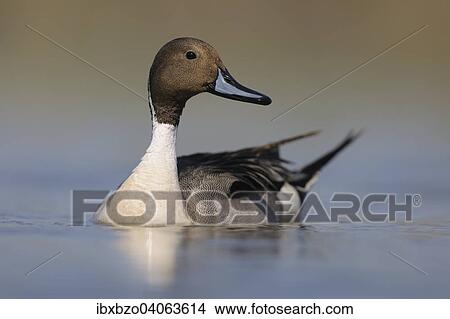 "Pintail or Northern Pintail (Anas acuta), drake in breeding plumage, Kiskunsag National Park, Southeastern Hungary, Hungary, Europe" View Large Photo Image Picture - "Pintail or Northern Pintail (Anas acuta), drake in breeding plumage, Kiskunsag National Park, Southeastern Hungary, Hungary, Europe". Fotosearch