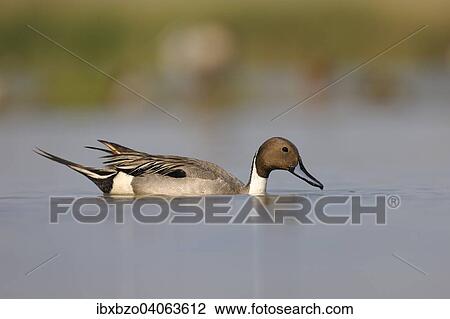 "Pintail or Northern Pintail (Anas acuta), drake in breeding plumage, foraging for food, Kiskunsag National Park, Southeastern Hungary, Hungary, Europe" View Large Photo Image Stock Image - "Pintail or Northern Pintail (Anas acuta), drake in breeding plumage, foraging for food, Kiskunsag National Park, Southeastern Hungary, Hungary, Europe". Fotosearch