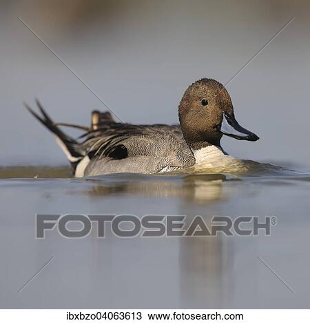 "Pintail or Northern Pintail (Anas acuta), drake in breeding plumage, Kiskunsag National Park, Southeastern Hungary, Hungary, Europe" View Large Photo Image Stock Image - "Pintail or Northern Pintail (Anas acuta), drake in breeding plumage, Kiskunsag National Park, Southeastern Hungary, Hungary, Europe". Fotosearch