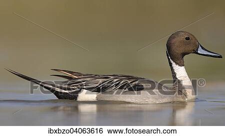 "Pintail or Northern Pintail (Anas acuta), drake in breeding plumage, fKiskunsag National Park, Southeastern Hungary, Hungary, Europe" View Large Photo Image Stock Photograph - "Pintail or Northern Pintail (Anas acuta), drake in breeding plumage, fKiskunsag National Park, Southeastern Hungary, Hungary, Europe". Fotosearch
