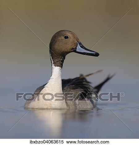 "Pintail or Northern Pintail (Anas acuta), drake in breeding plumage, Kiskunsag National Park, Southeastern Hungary, Hungary, Europe" View Large Photo Image Stock Photography - "Pintail or Northern Pintail (Anas acuta), drake in breeding plumage, Kiskunsag National Park, Southeastern Hungary, Hungary, Europe". Fotosearch