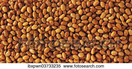 Pinto beans View Large Photo Image Stock Photography - Pinto beans. Fotosearch