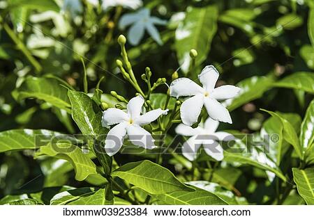 "Pinwheel Flowers (Tabernaemontana divaricata), white flowers, Tamil Nadu, India, Asia" View Large Photo Image Picture - "Pinwheel Flowers (Tabernaemontana divaricata), white flowers, Tamil Nadu, India, Asia". Fotosearch