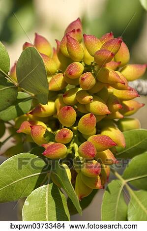 "Pistachio fruits (Pistacia vera), Aegina, Saronic Islands, Greece, Europe" View Large Photo Image Picture - "Pistachio fruits (Pistacia vera), Aegina, Saronic Islands, Greece, Europe". Fotosearch