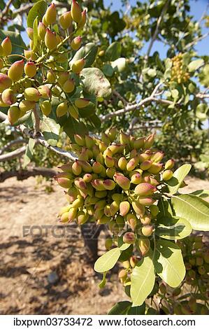 "Pistachio fruits (Pistacia vera), Aegina, Saronic Islands, Greece, Europe" View Large Photo Image Stock Image - "Pistachio fruits (Pistacia vera), Aegina, Saronic Islands, Greece, Europe". Fotosearch