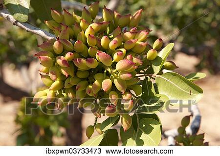 "Pistachio fruits (Pistacia vera), Aegina, Saronic Islands, Greece, Europe" View Large Photo Image Stock Image - "Pistachio fruits (Pistacia vera), Aegina, Saronic Islands, Greece, Europe". Fotosearch