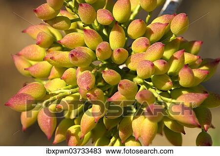 "Pistachio fruits (Pistacia vera), Aegina, Saronic Islands, Greece, Europe" View Large Photo Image Stock Image - "Pistachio fruits (Pistacia vera), Aegina, Saronic Islands, Greece, Europe". Fotosearch
