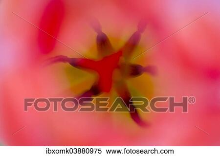 Pistil and stamen in a Tulip (Tulipa) View Large Photo Image Stock Photography - Pistil and stamen in a Tulip (Tulipa). Fotosearch
