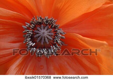 "Pistil, poppy (Papaver), detail of flower and pistil, macro image" View Large Photo Image Stock Photo - "Pistil, poppy (Papaver), detail of flower and pistil, macro image". Fotosearch