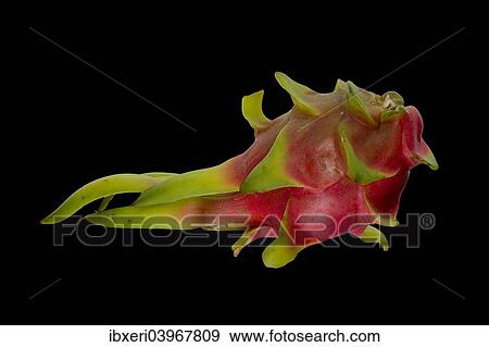 Pitahaya or Dragon Fruit (Hylocereus undatus) View Large Photo Image Stock Photo - Pitahaya or Dragon Fruit (Hylocereus undatus). Fotosearch