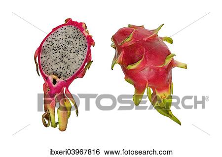 "Pitahaya or Dragon Fruit (Hylocereus undatus), halved and whole" View Large Photo Image Stock Photograph - "Pitahaya or Dragon Fruit (Hylocereus undatus), halved and whole". Fotosearch