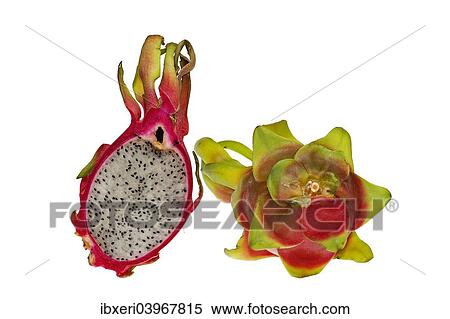 "Pitahaya or Dragon Fruit (Hylocereus undatus), halved and whole" View Large Photo Image Stock Photography - "Pitahaya or Dragon Fruit (Hylocereus undatus), halved and whole". Fotosearch